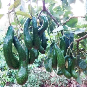 3Ft Avocado Tree Fruit, Avocado Live Plant, Avocado Tree Live Plant in 3 Gallon Pot, Avocado Grafted Tree Plant, 36 Inches in Tall