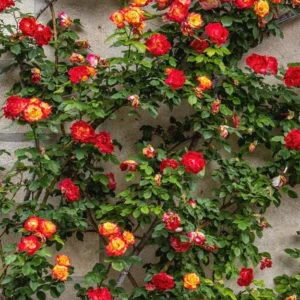 Golden Orange Yellow Rose Plant Live, Multi Color Blooms Climbing Rose Bushes Shrubs Live Plant, Orange Gold Rose for Planting, Starter Size, 4 to 10 Inc Tall