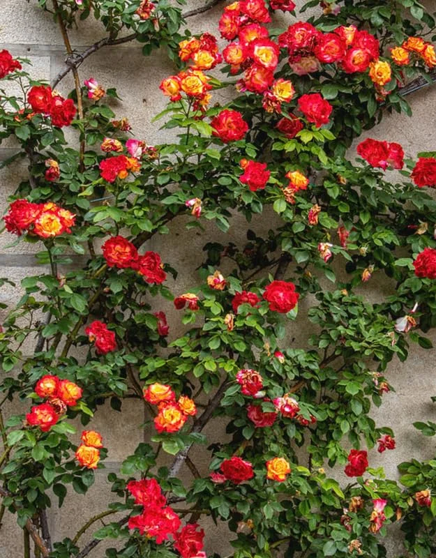 Golden Orange Yellow Rose Plant Live, Multi Color Blooms Climbing Rose Bushes Shrubs Live Plant, Orange Gold Rose for Planting, Starter Size, 4 to 10 Inc Tall