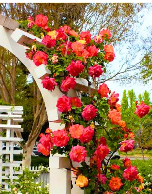 Golden Orange Yellow Rose Plant Live, Multi Color Blooms Climbing Rose Bushes Shrubs Live Plant, Orange Gold Rose for Planting, Starter Size, 4 to 10 Inc Tall