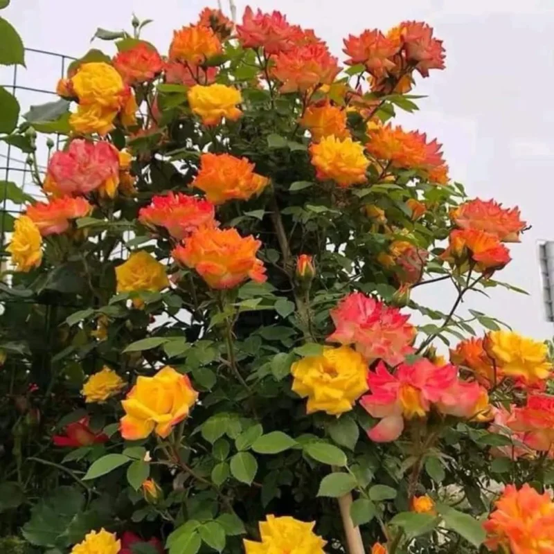 Golden Orange Yellow Rose Plant Live, Multi Color Blooms Climbing Rose Bushes Shrubs Live Plant, Orange Gold Rose for Planting, Starter Size, 4 to 10 Inc Tall