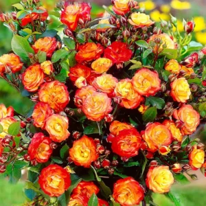 Golden Orange Yellow Rose Plant Live, Multi Color Blooms Climbing Rose Bushes Shrubs Live Plant, Orange Gold Rose for Planting, Starter Size, 4 to 10 Inc Tall