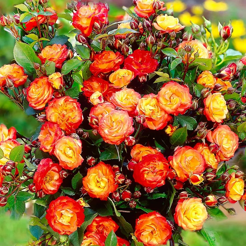 Golden Orange Yellow Rose Plant Live, Multi Color Blooms Climbing Rose Bushes Shrubs Live Plant, Orange Gold Rose for Planting, Starter Size, 4 to 10 Inc Tall