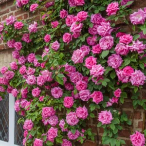 Pink New Dawn Rose Plant Live, Climbing Rose Bushes Shrubs Live Plant, Pink Rose for Planting, Starter Size, 4 to 10 Inc Tall