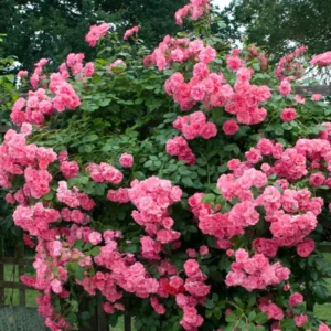 Pink New Dawn Rose Plant Live, Climbing Rose Bushes Shrubs Live Plant, Pink Rose for Planting, Starter Size, 4 to 10 Inc Tall