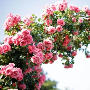 Pink New Dawn Rose Plant Live, Climbing Rose Bushes Shrubs Live Plant, Pink Rose for Planting, Starter Size, 4 to 10 Inc Tall