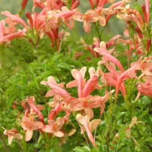 Fragrant Pink Cape Honeysuckle Bush Climbing, Honeysuckle Plant Live Vine, Fragrant Lonicera Perennial Honeysuckle Plants Bushes Shrubs in 4 Inch Pot
