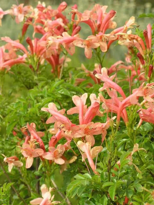 Fragrant Pink Cape Honeysuckle Bush Climbing, Honeysuckle Plant Live Vine, Fragrant Lonicera Perennial Honeysuckle Plants Bushes Shrubs in 4 Inch Pot