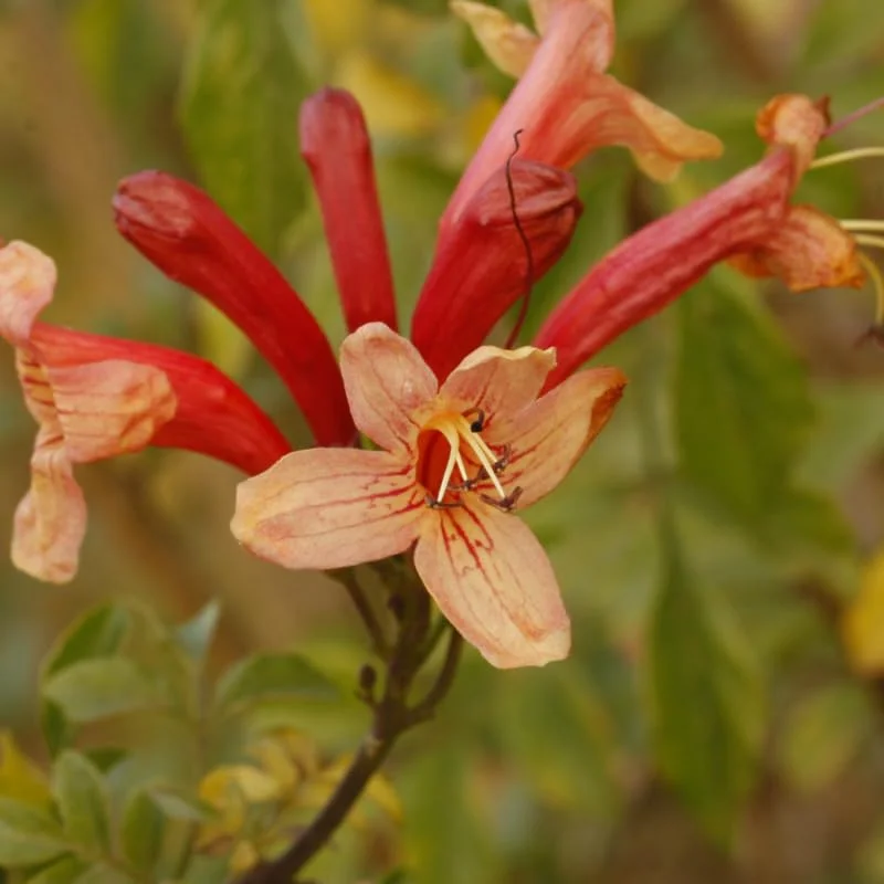 Fragrant Pink Cape Honeysuckle Bush Climbing, Honeysuckle Plant Live Vine, Fragrant Lonicera Perennial Honeysuckle Plants Bushes Shrubs in 4 Inch Pot