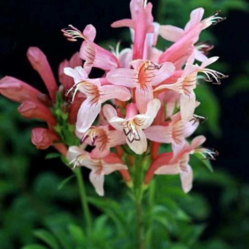 Fragrant Pink Cape Honeysuckle Bush Climbing, Honeysuckle Plant Live Vine, Fragrant Lonicera Perennial Honeysuckle Plants Bushes Shrubs in 4 Inch Pot