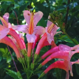 Fragrant Pink Cape Honeysuckle Bush Climbing, Honeysuckle Plant Live Vine, Fragrant Lonicera Perennial Honeysuckle Plants Bushes Shrubs in 4 Inch Pot