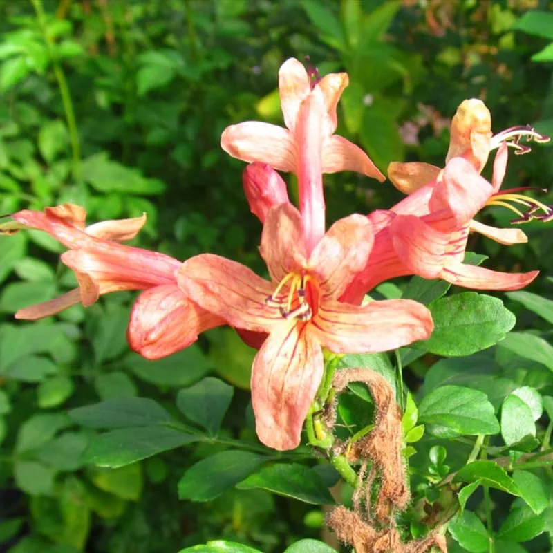 Fragrant Pink Cape Honeysuckle Bush Climbing, Honeysuckle Plant Live Vine, Fragrant Lonicera Perennial Honeysuckle Plants Bushes Shrubs in 4 Inch Pot