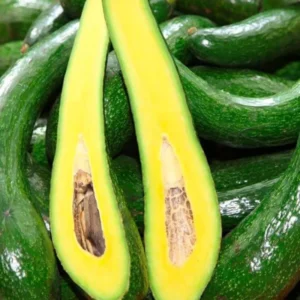 3Ft Avocado Tree Fruit, Avocado Live Plant, Avocado Tree Live Plant in 3 Gallon Pot, Avocado Grafted Tree Plant, 36 Inches in Tall