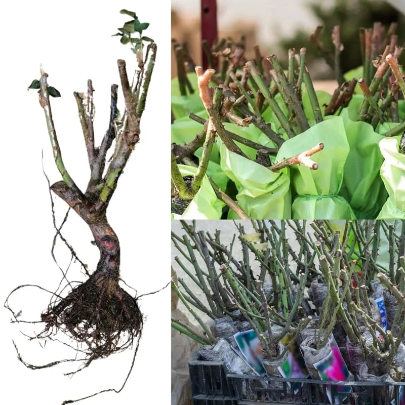 Golden Orange Yellow Rose Plant Live, Multi Color Blooms Climbing Rose Bushes Shrubs Live Plant, Orange Gold Rose for Planting, Starter Size, 4 to 10 Inc Tall