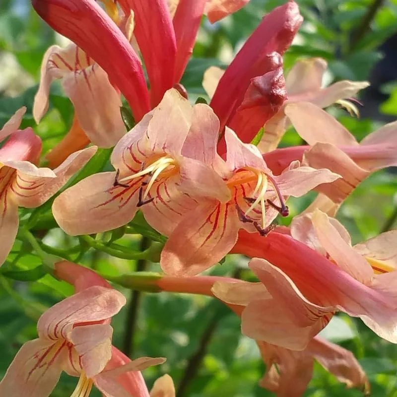 Fragrant Pink Cape Honeysuckle Bush Climbing, Honeysuckle Plant Live Vine, Fragrant Lonicera Perennial Honeysuckle Plants Bushes Shrubs in 4 Inch Pot