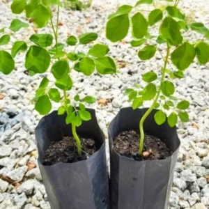 2 Moringa Oleifera Tree Plants Live for Planting, Drumstick Tree, Horseradish Tree, from 6 to 8 Inches In Tall, No Pot