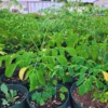 2 Moringa Oleifera Tree Plants Live for Planting, Drumstick Tree, Horseradish Tree, from 6 to 8 Inches In Tall, No Pot