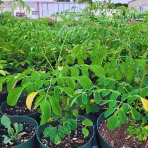 2 Moringa Oleifera Tree Plants Live for Planting, Drumstick Tree, Horseradish Tree, from 6 to 8 Inches In Tall, No Pot