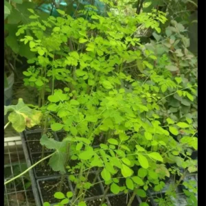 2 Moringa Oleifera Tree Plants Live for Planting, Drumstick Tree, Horseradish Tree, from 6 to 8 Inches In Tall, No Pot