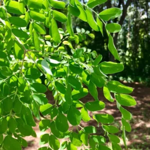2 Moringa Oleifera Tree Plants Live for Planting, Drumstick Tree, Horseradish Tree, from 6 to 8 Inches In Tall, No Pot