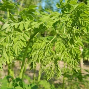 Set 2 Moringa Tree Plants Live, Drumstick Tree, Horseradish Tree, Moringa Oleifera 6"-8" Tall for Planting, 2 Plants, No Pot