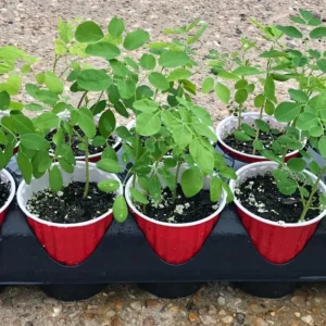 Set 2 Moringa Tree Plants Live, Drumstick Tree, Horseradish Tree, Moringa Oleifera 6