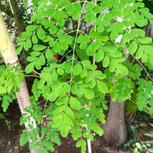 Set 2 Moringa Tree Plants Live, Drumstick Tree, Horseradish Tree, Moringa Oleifera 6