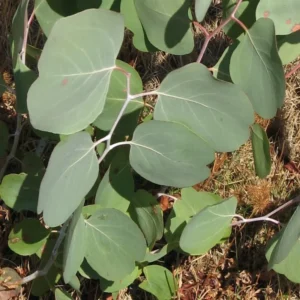 Silver Dollar Eucalyptus Live Plant, Live Eucalyptus Plant, Eucalyptus Plant Live, Live Eucalyptus Tree, Live Eucalyptus Plant Indoor