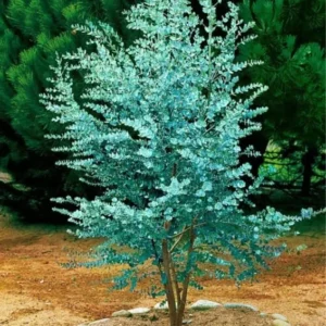 Silver Dollar Eucalyptus Live Plant, Live Eucalyptus Plant, Eucalyptus Plant Live, Live Eucalyptus Tree, Live Eucalyptus Plant Indoor