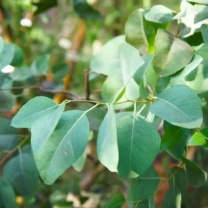 Silver Dollar Eucalyptus Live Plant, Live Eucalyptus Plant, Eucalyptus Plant Live, Live Eucalyptus Tree, Live Eucalyptus Plant Indoor