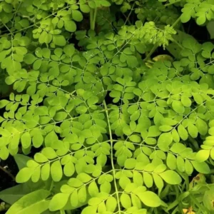 2 Moringa Oleifera Tree Plants Live for Planting, Drumstick Tree, Horseradish Tree, from 6 to 8 Inches In Tall, No Pot
