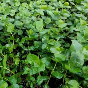 Silver Dollar Eucalyptus Live Plant, Live Eucalyptus Plant, Eucalyptus Plant Live, Live Eucalyptus Tree, Live Eucalyptus Plant Indoor