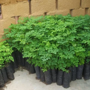 2 Moringa Tree Plants Live for Planting, Oleifera Moringa Live Tree, Well Rooted, No Pot, Drumstick Tree, Horseradish Tree, 6 to 10 Inches