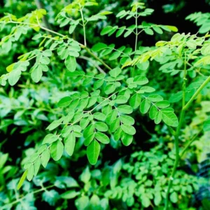 2 Moringa Tree Plants Live for Planting, Oleifera Moringa Live Tree, Well Rooted, No Pot, Drumstick Tree, Horseradish Tree, 6 to 10 Inches