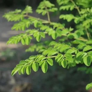 2 Moringa Tree Plants Live for Planting, Oleifera Moringa Live Tree, Well Rooted, No Pot, Drumstick Tree, Horseradish Tree, 6 to 10 Inches