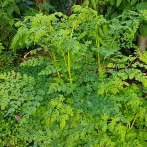 2 Moringa Tree Plants Live for Planting, Oleifera Moringa Live Tree, Well Rooted, No Pot, Drumstick Tree, Horseradish Tree, 6 to 10 Inches