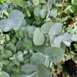 Silver Dollar Eucalyptus Live Plant, Live Eucalyptus Plant, Eucalyptus Plant Live, Live Eucalyptus Tree, Live Eucalyptus Plant Indoor