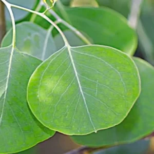 Silver Dollar Eucalyptus Live Plant, Live Eucalyptus Plant, Eucalyptus Plant Live, Live Eucalyptus Tree, Live Eucalyptus Plant Indoor