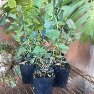 Silver Dollar Eucalyptus Live Plant, Live Eucalyptus Plant, Eucalyptus Plant Live, Live Eucalyptus Tree, Live Eucalyptus Plant Indoor