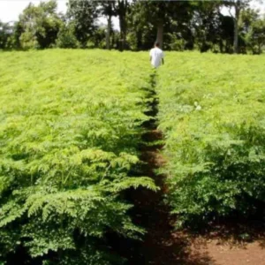 2 Moringa Tree Plants Live for Planting, Oleifera Moringa Live Tree, Well Rooted, No Pot, Drumstick Tree, Horseradish Tree, 6 to 10 Inches