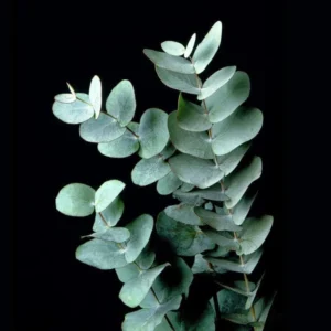 Set 2 Baby Blue Eucalyptus Live Plants, Live Eucalyptus Plants, Eucalyptus Plants Live, Live Eucalyptus Trees, Live Eucalyptus Plant Indoor, 4 to 7 Inc Tall