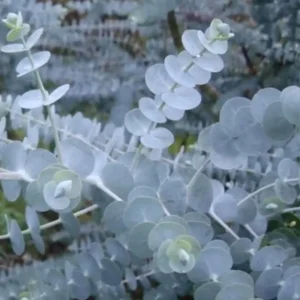 Set 2 Baby Blue Eucalyptus Live Plants, Live Eucalyptus Plants, Eucalyptus Plants Live, Live Eucalyptus Trees, Live Eucalyptus Plant Indoor, 4 to 7 Inc Tall