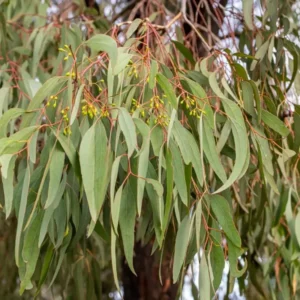 2 Parvifolia Eucalyptus Live Plants, Live Eucalyptus Plants, Eucalyptus Plants Live, Live Eucalyptus Trees, Live Eucalyptus Plant Indoor