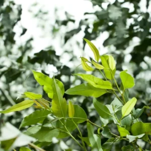 2 Parvifolia Eucalyptus Live Plants, Live Eucalyptus Plants, Eucalyptus Plants Live, Live Eucalyptus Trees, Live Eucalyptus Plant Indoor