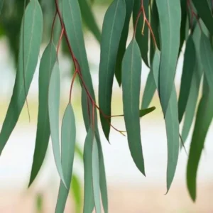 2 Parvifolia Eucalyptus Live Plants, Live Eucalyptus Plants, Eucalyptus Plants Live, Live Eucalyptus Trees, Live Eucalyptus Plant Indoor