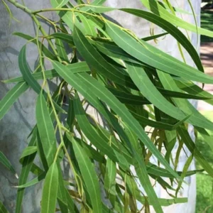 2 Parvifolia Eucalyptus Live Plants, Live Eucalyptus Plants, Eucalyptus Plants Live, Live Eucalyptus Trees, Live Eucalyptus Plant Indoor