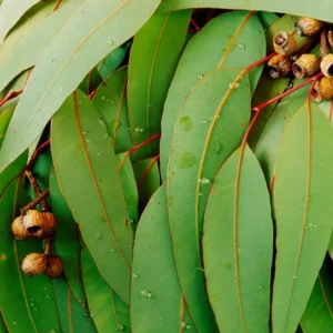 2 Parvifolia Eucalyptus Live Plants, Live Eucalyptus Plants, Eucalyptus Plants Live, Live Eucalyptus Trees, Live Eucalyptus Plant Indoor