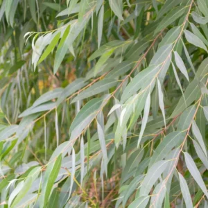 2 Parvifolia Eucalyptus Live Plants, Live Eucalyptus Plants, Eucalyptus Plants Live, Live Eucalyptus Trees, Live Eucalyptus Plant Indoor