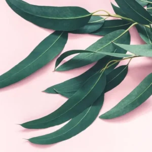 2 Parvifolia Eucalyptus Live Plants, Live Eucalyptus Plants, Eucalyptus Plants Live, Live Eucalyptus Trees, Live Eucalyptus Plant Indoor