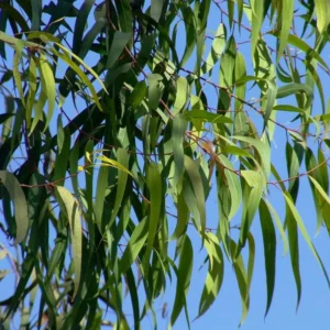 2 Parvifolia Eucalyptus Live Plants, Live Eucalyptus Plants, Eucalyptus Plants Live, Live Eucalyptus Trees, Live Eucalyptus Plant Indoor